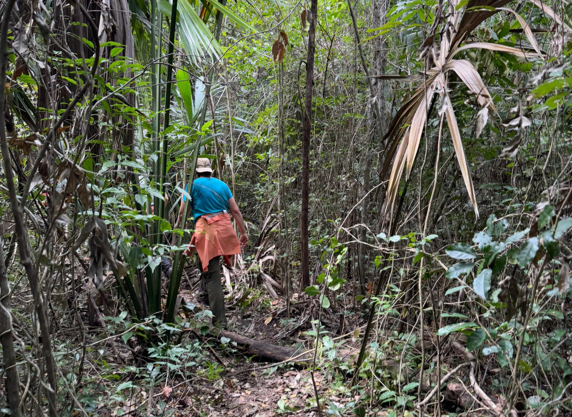 Person wearing a blue shirt and beige hat walking through a dense tropical forest with lush green foliage.