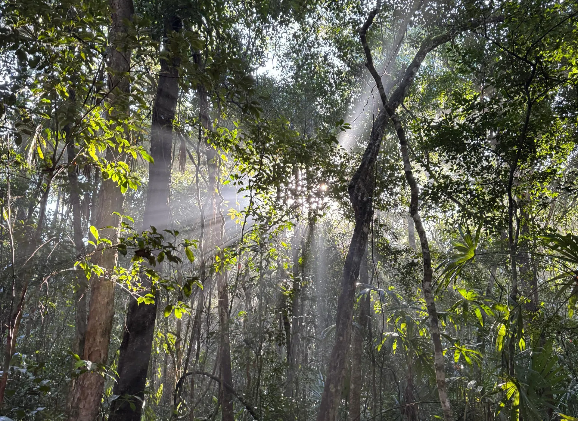 Sunlight streaming through dense green forest trees and foliage.