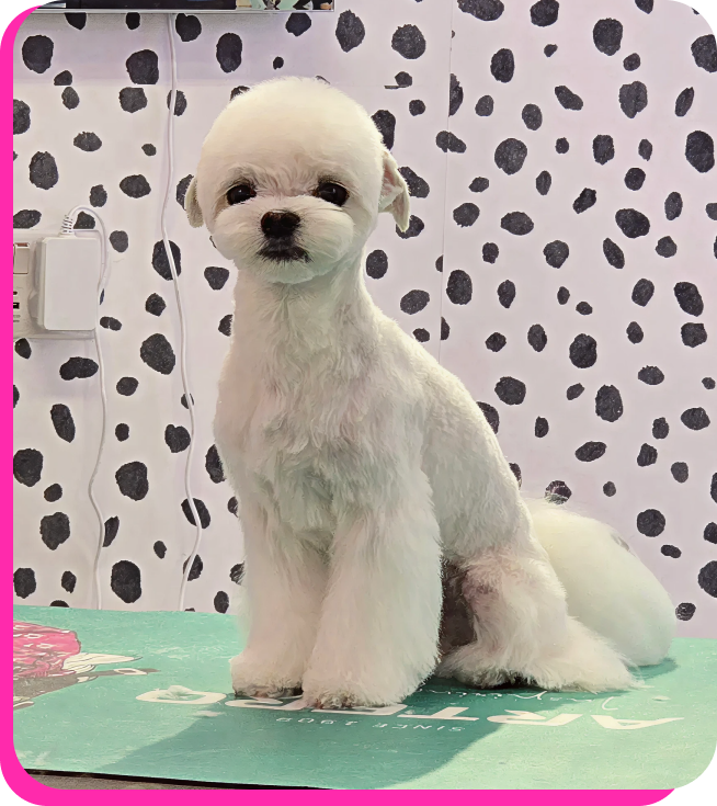 Small white fluffy dog sitting on a green surface with a black and white spotted wall background.