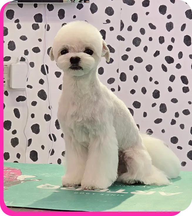 Small white fluffy dog sitting on a green surface with a black and white spotted wall background.