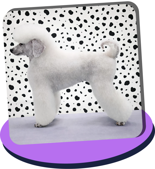 White poodle with a fluffy groomed coat standing sideways against a black and white spotted background.