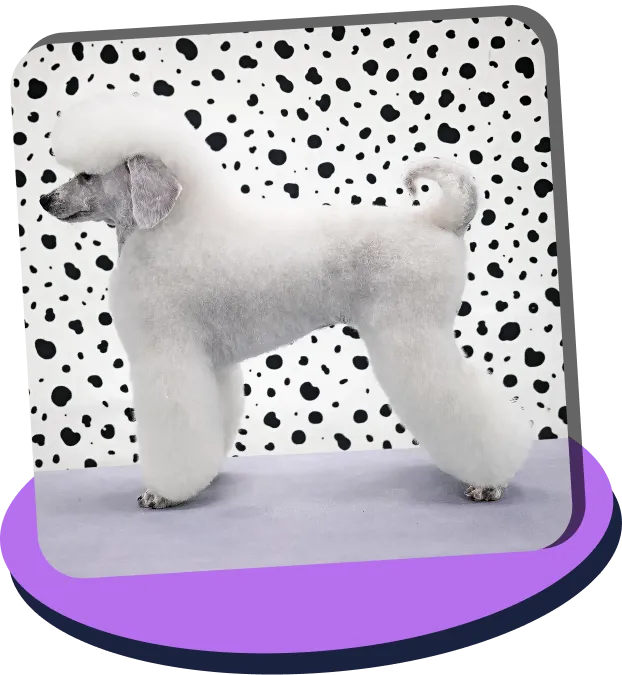 White poodle with a fluffy groomed coat standing sideways against a black and white spotted background.