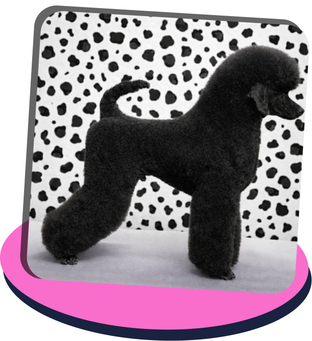 Black poodle standing in profile against a background with irregular black spots on white.