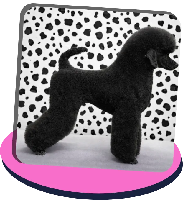 Black poodle standing in profile against a background with irregular black spots on white.