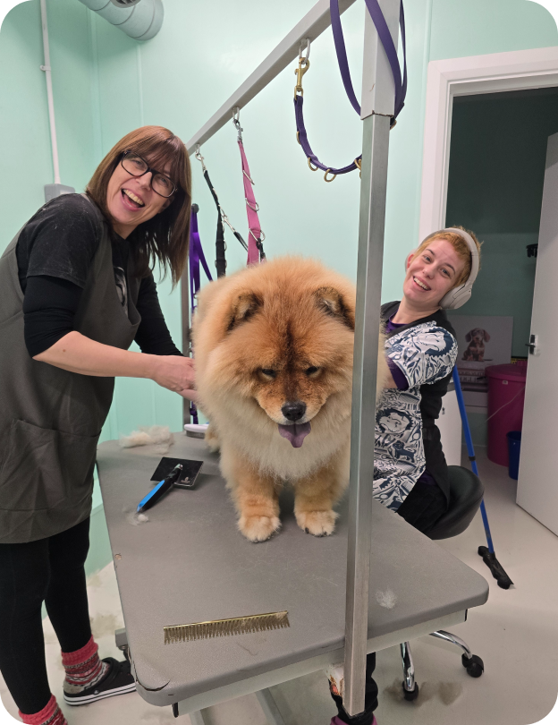 Two smiling pet groomers grooming a fluffy Chow Chow dog on a grooming table in a grooming salon.