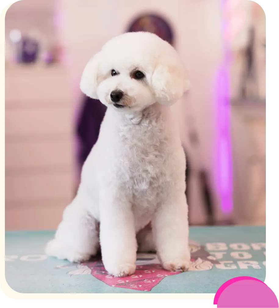 Small white fluffy dog sitting on a surface with a colorful background.