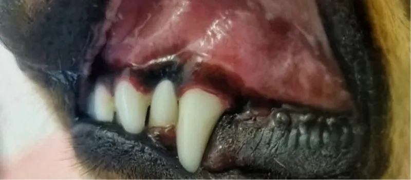 Close-up of a dog's open mouth showing canine teeth and black lips.