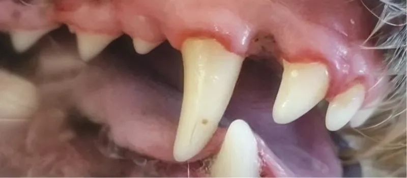 Close-up of a dog's mouth showing canine teeth and tongue inside the mouth.