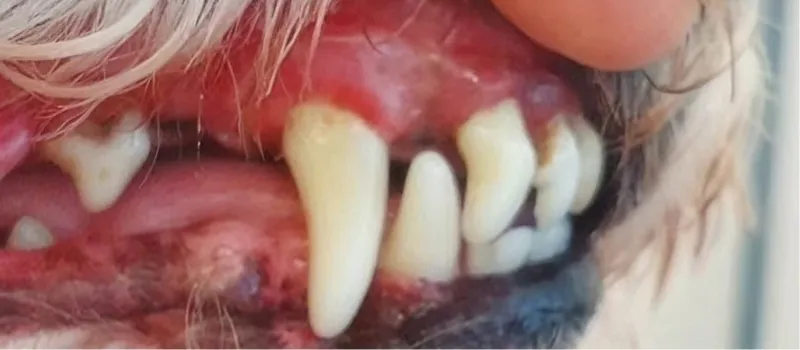 Close-up of a dog's mouth showing its canine and imperfect teeth with visible gums.