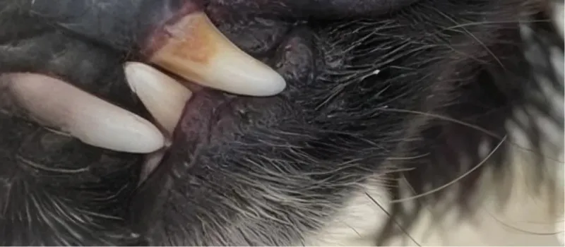 Close-up of an animal's mouth showing sharp canine teeth and dark fur.