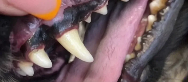 Close-up of a dog's open mouth showing sharp canine teeth and tongue.