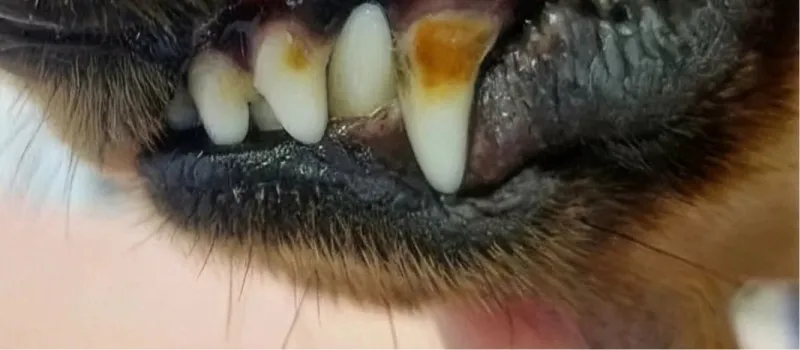 Close-up of a dog's teeth showing plaque and tartar buildup on canine teeth.