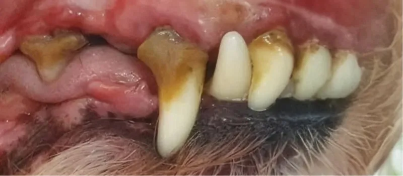 Close-up of dog teeth with severe tartar buildup and inflamed gums.