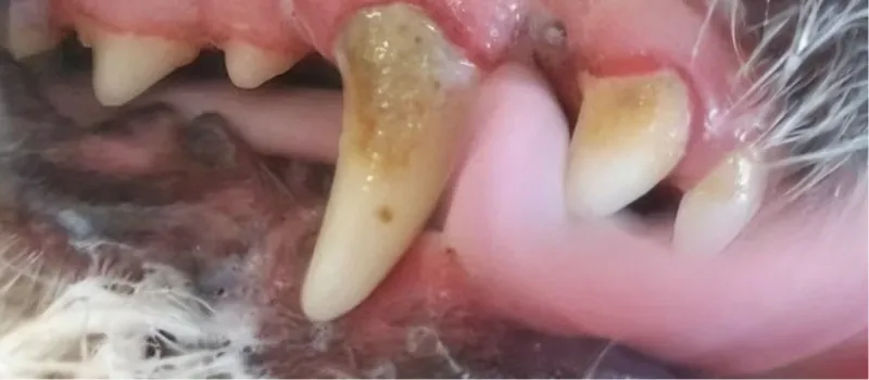 Close-up of dog's mouth showing teeth with visible plaque and tartar buildup.