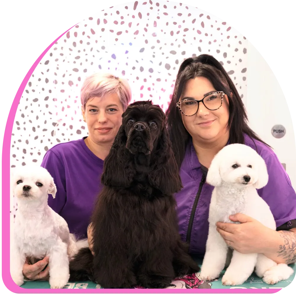 Two women in purple shirts posing with three groomed dogs: two white and one black.