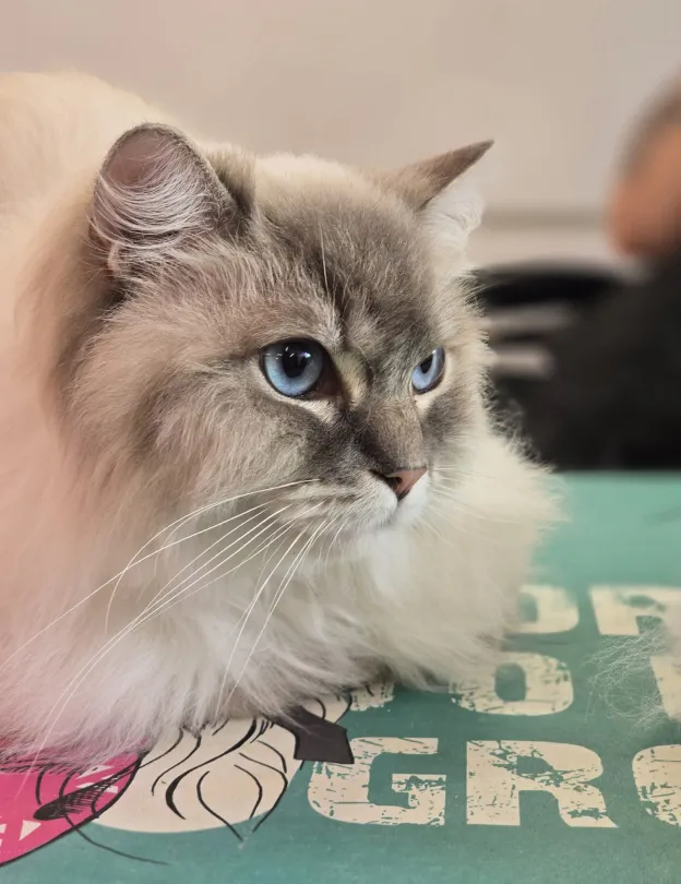 Fluffy cat with striking blue eyes gazes to the right on a colorful surface with text and designs.