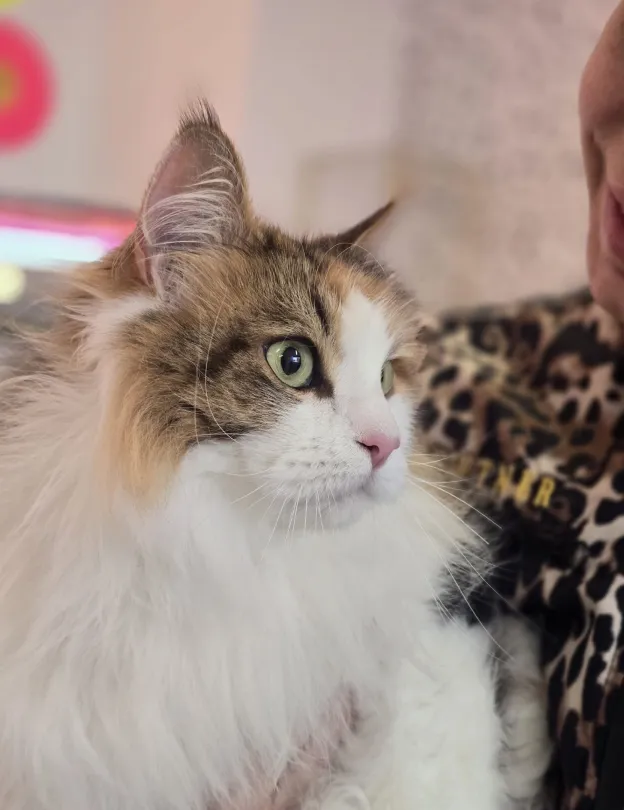 Fluffy white and brown cat with green eyes held by person wearing leopard print clothing.
