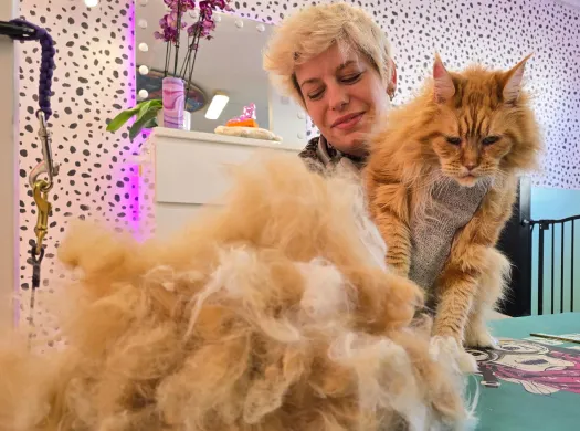 Person holding a long-haired orange cat near a large pile of the cat's shed fur on a grooming table.