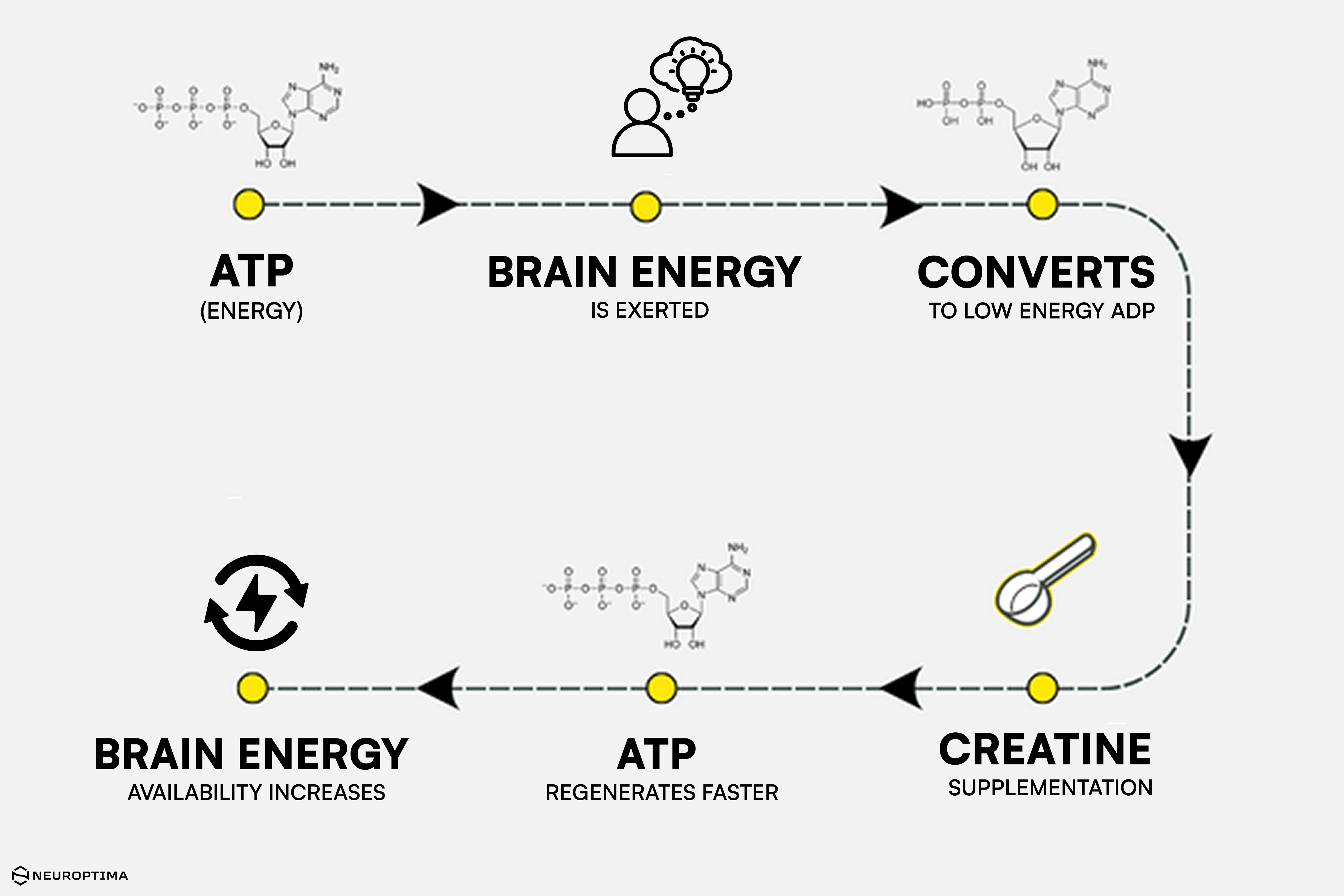 A circular flow diagram illustrating the cycle of brain energy and creatine.