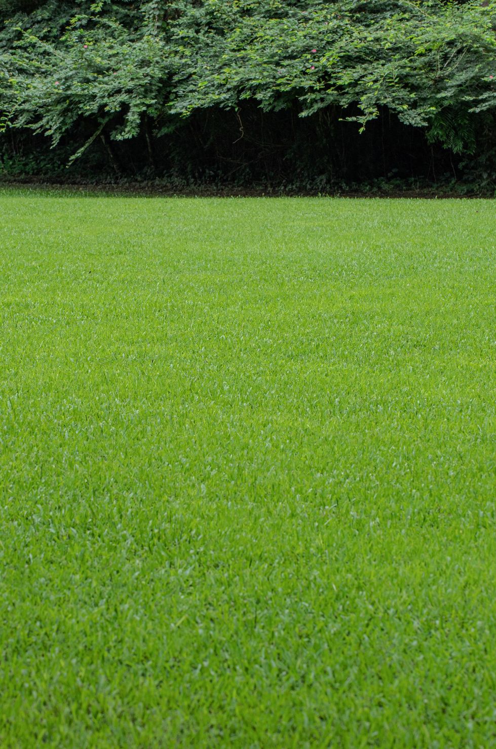 Top Rasen ohne Staunässe