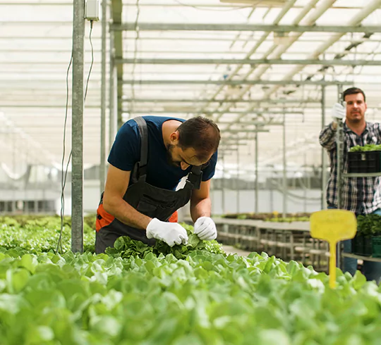 Operational Transformation