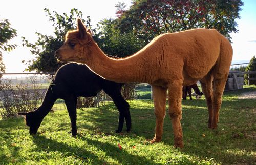 Alpakahof Villa Rustica - Alpaka auf der Wiese