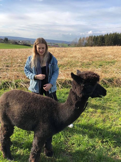 Alpaka auf einer Wiese bei Sonnenschein mit einem jungen Mädchen
