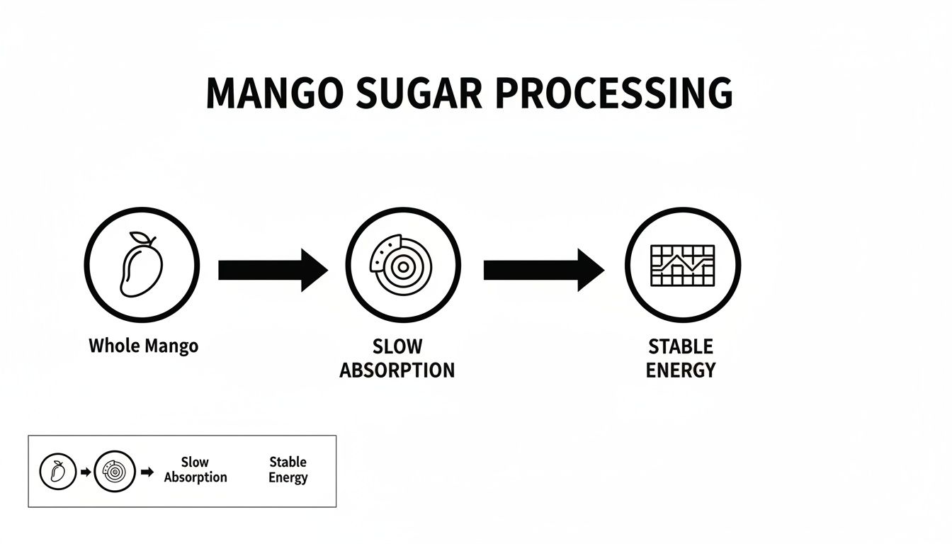 A flowchart illustrates mango sugar processing, showing whole mango leading to slow absorption and stable energy.