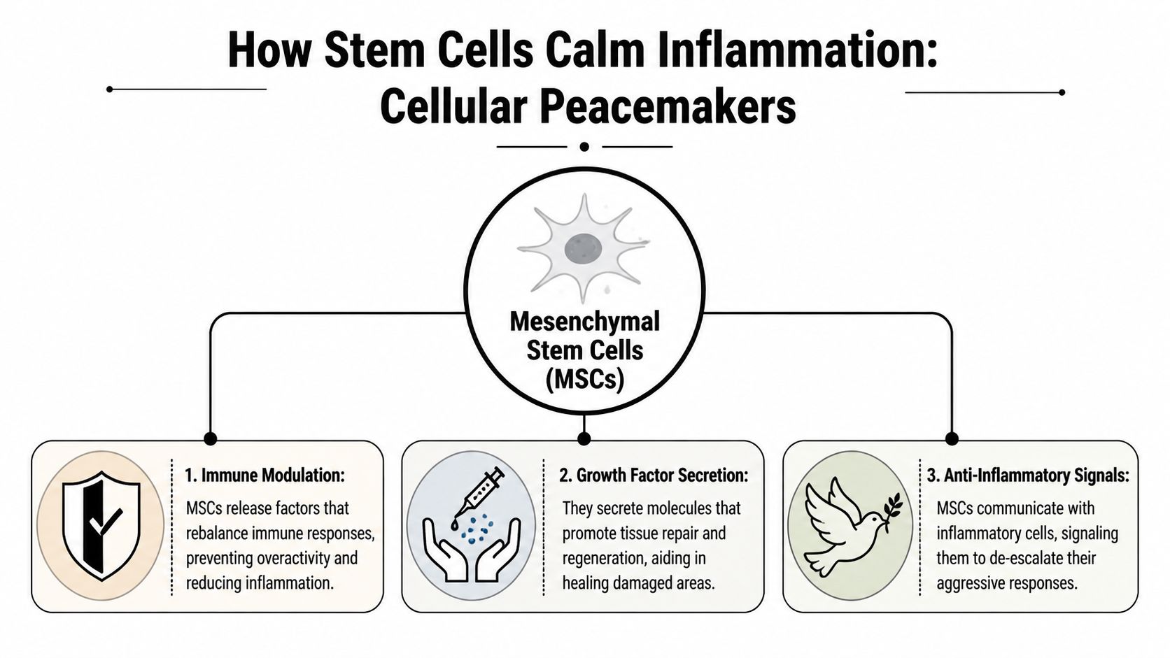 A diagram illustrating how mesenchymal stem cells reduce inflammation through immune modulation, growth factor secretion, and signaling.