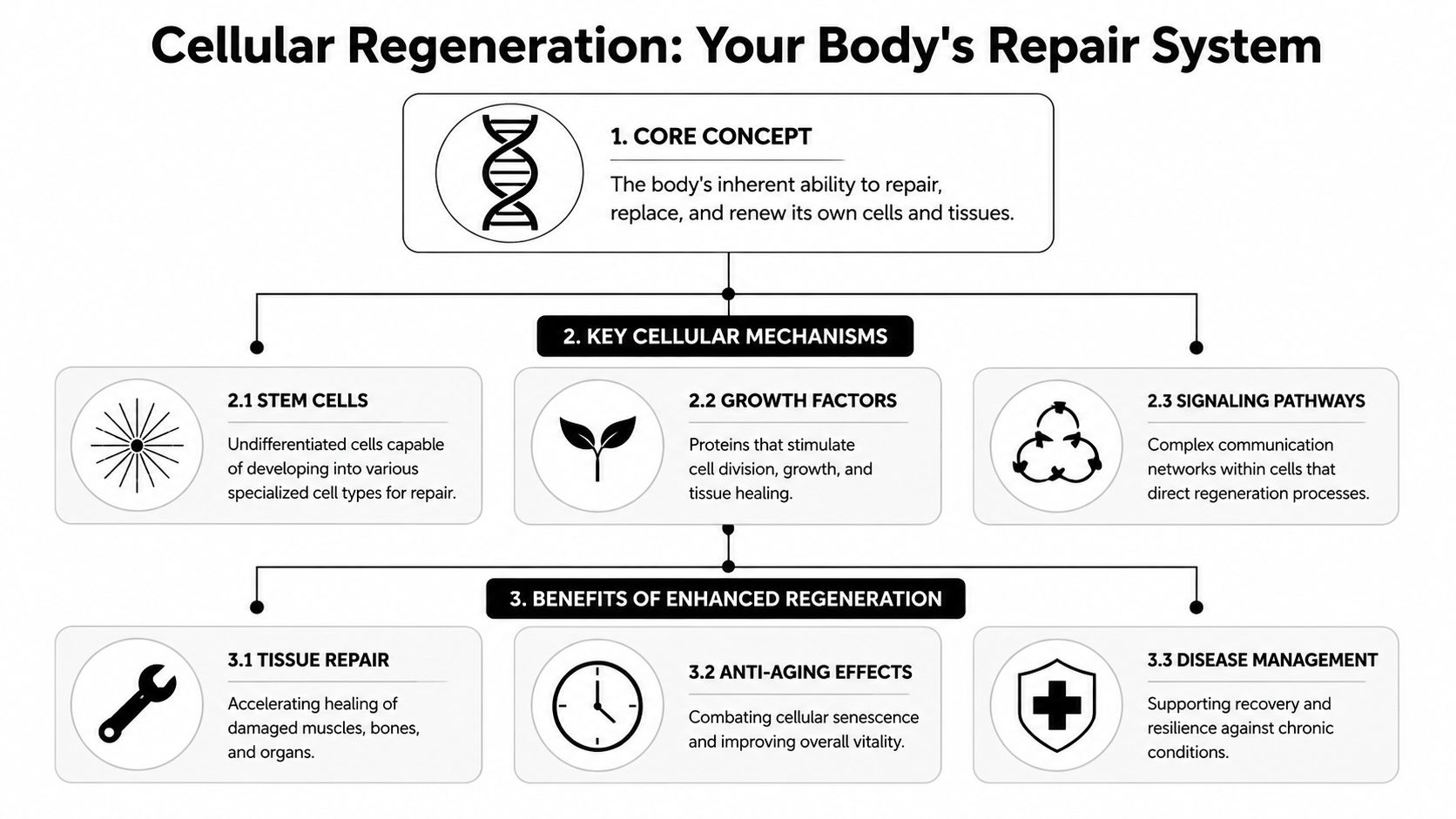 A diagram illustrating the concept, cellular mechanisms, and benefits of the body's natural cellular regeneration process.