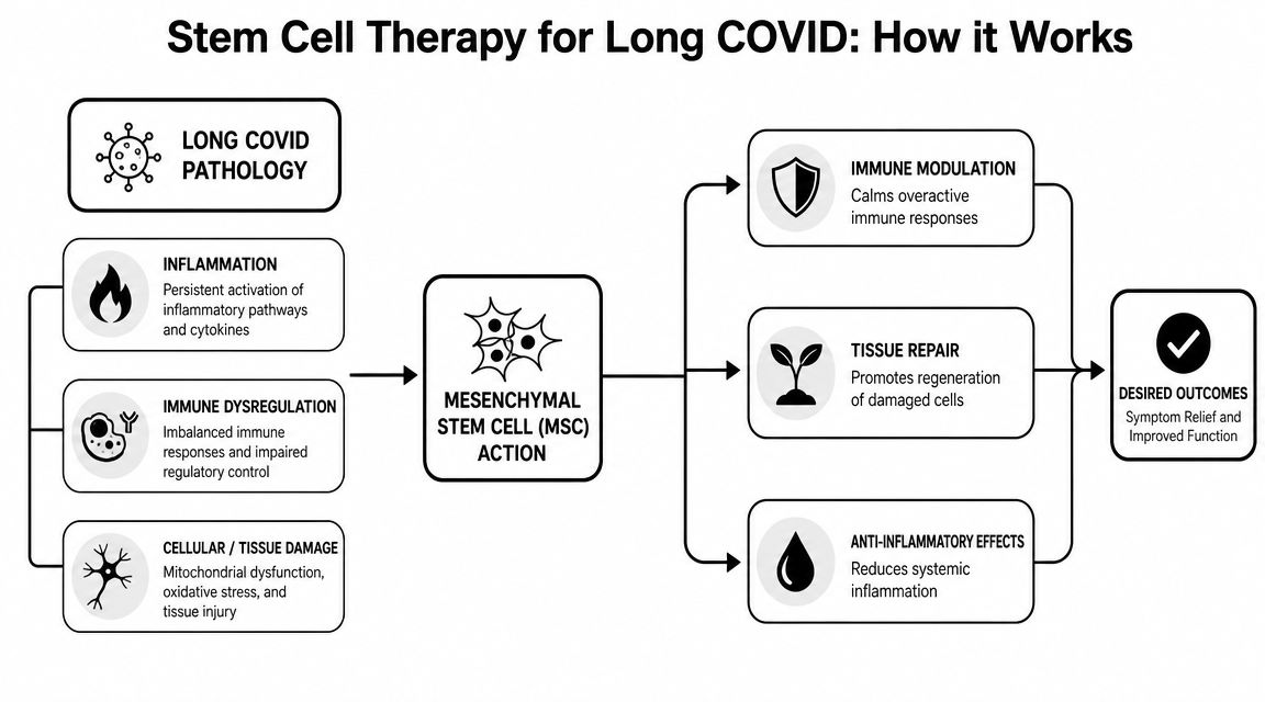 A flowchart explaining how mesenchymal stem cell therapy addresses Long COVID pathology for improved patient outcomes.
