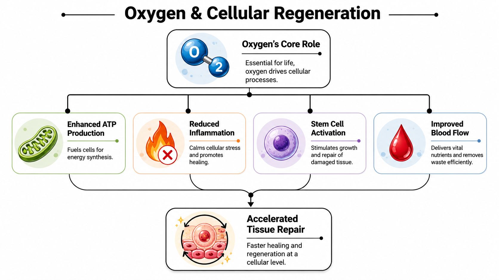 A diagram illustrating how oxygen enhances cellular regeneration through energy production, reduced inflammation, stem cell activation, and blood flow.