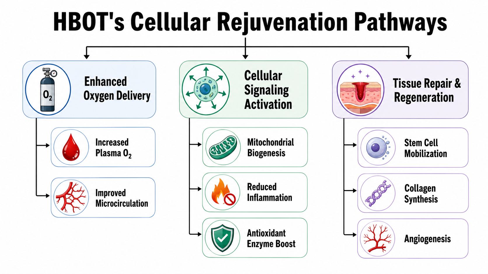 A diagram illustrating the three main pathways of hyperbaric oxygen therapy for cellular rejuvenation and tissue repair.