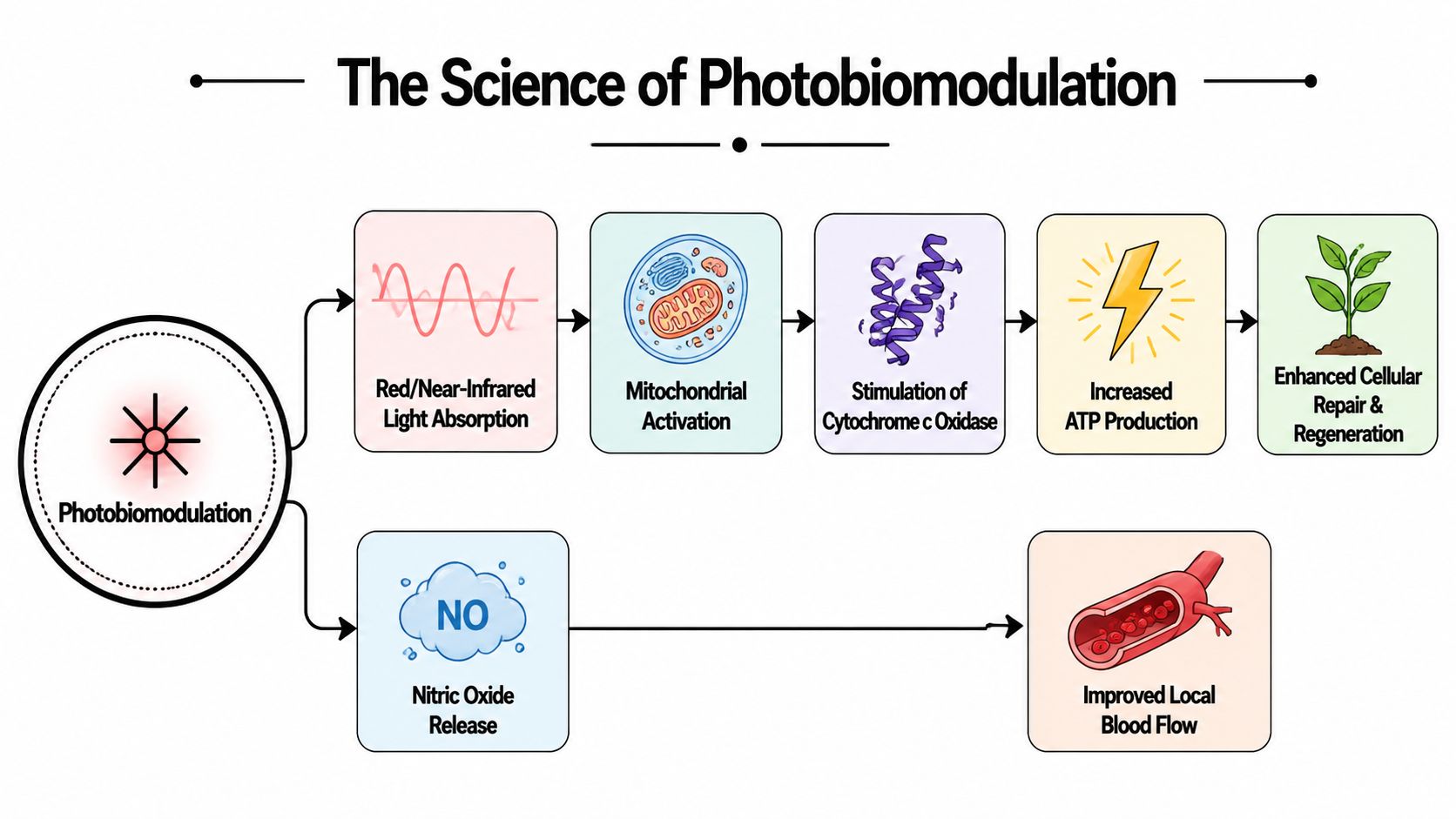 A diagram illustrating the science of photobiomodulation and its cellular effects on ATP production and blood flow.