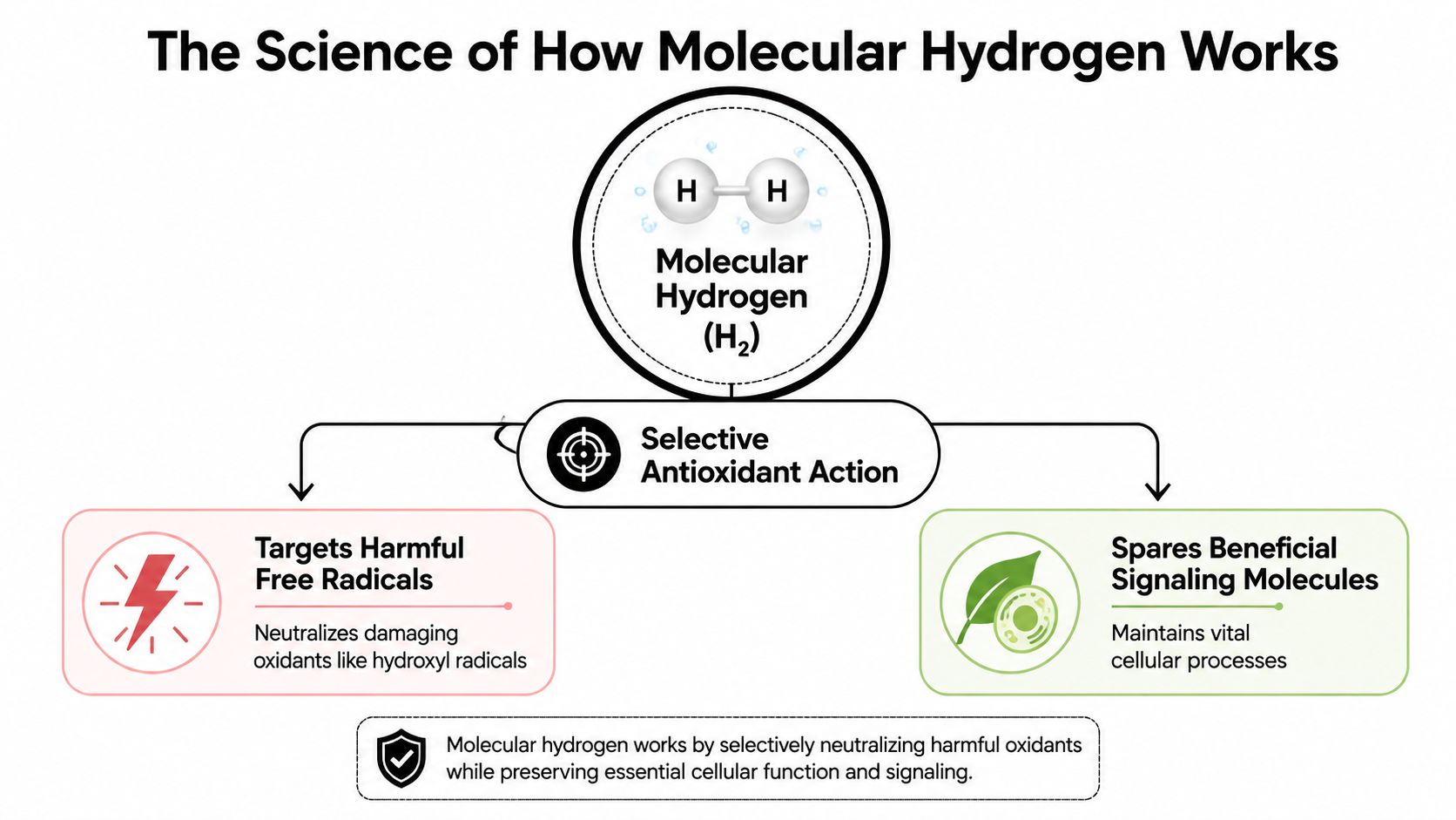 A diagram illustrating how molecular hydrogen selectively neutralizes harmful free radicals while sparing essential signaling molecules.