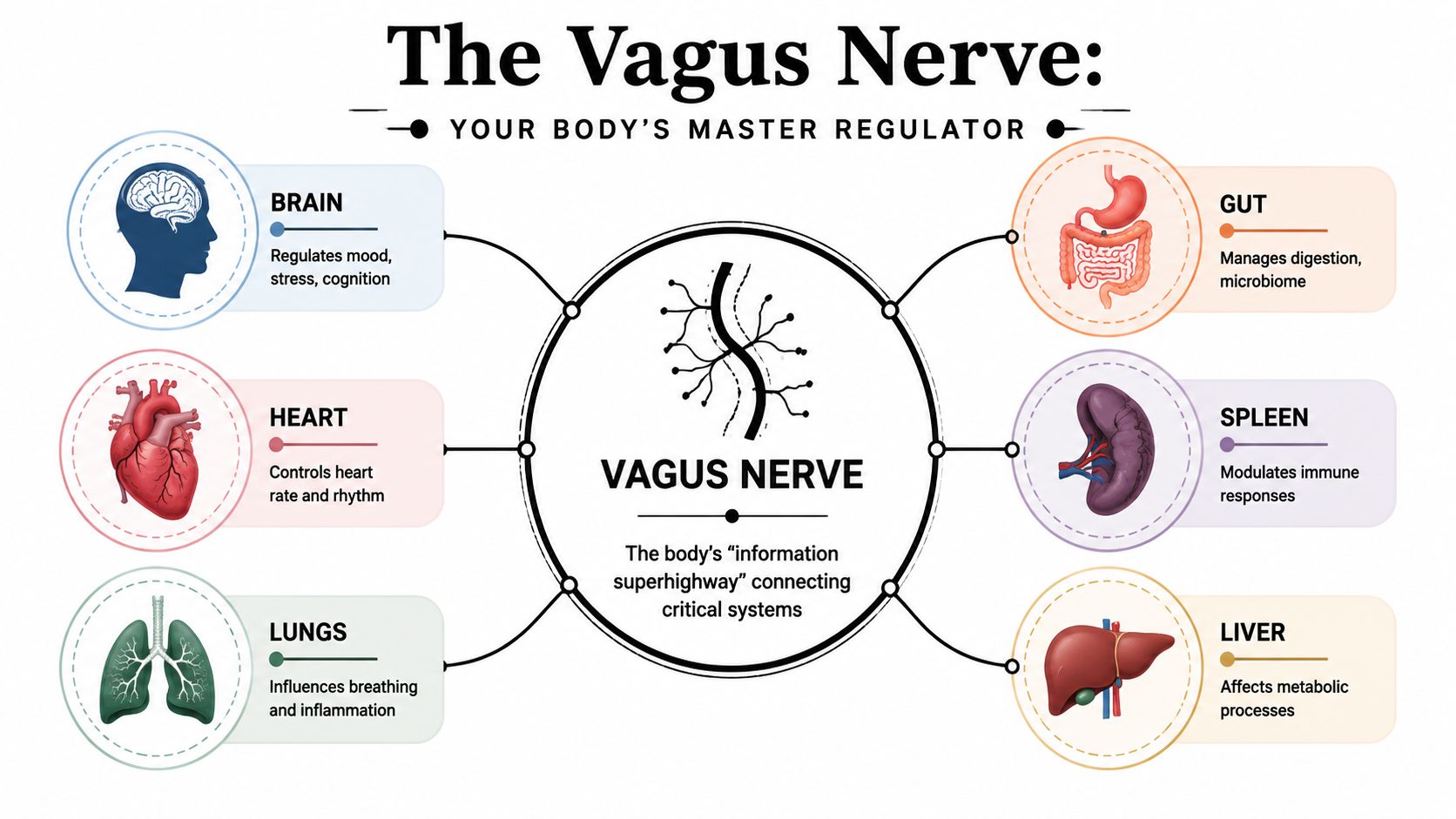 A diagram illustrating the Vagus Nerve and its role in connecting and regulating critical human body systems.