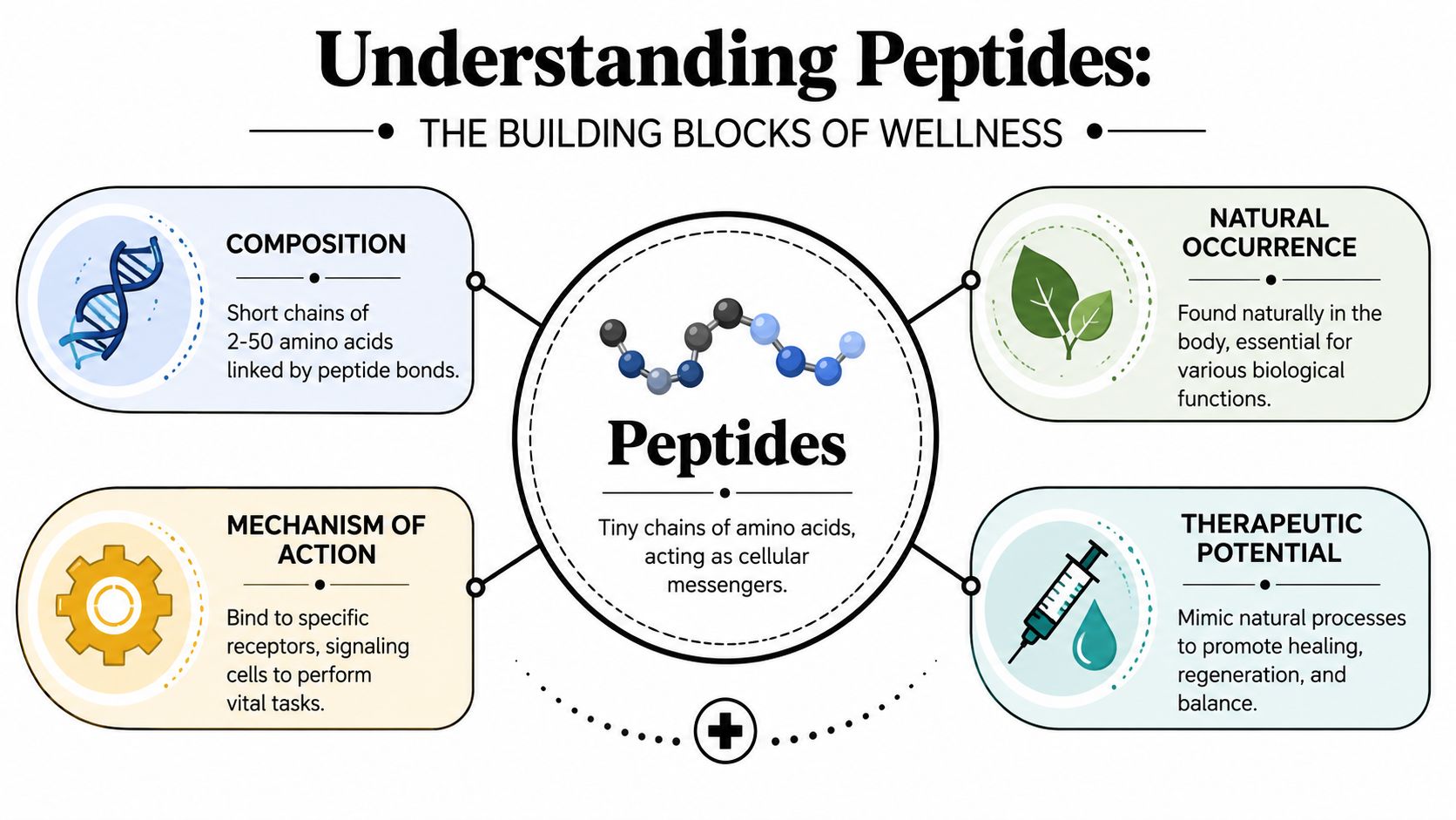 An infographic titled Understanding Peptides explaining their composition, natural occurrence, mechanism of action, and therapeutic potential.