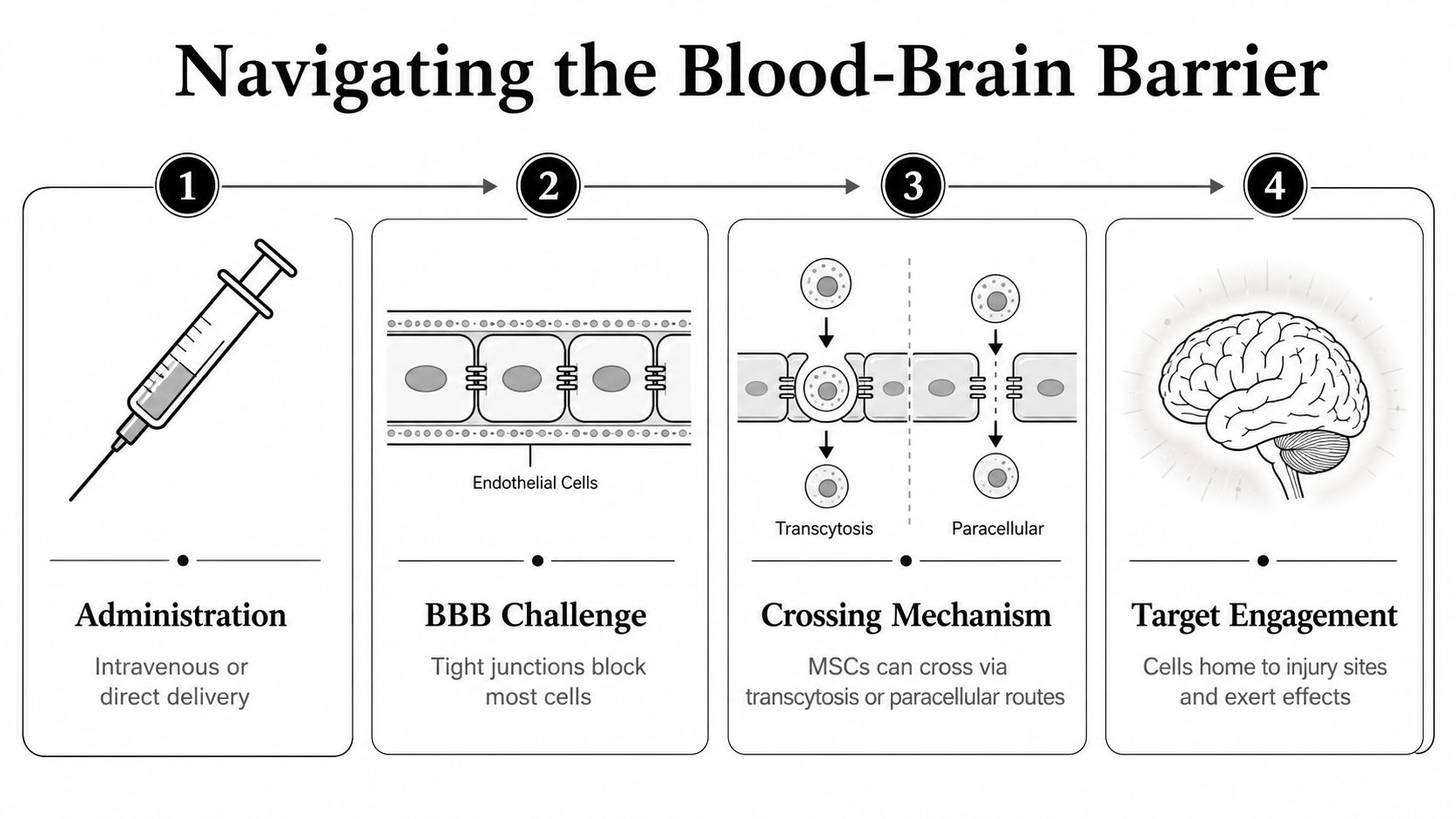 A four-step infographic illustrating how stem cells navigate the blood-brain barrier to treat brain injuries.