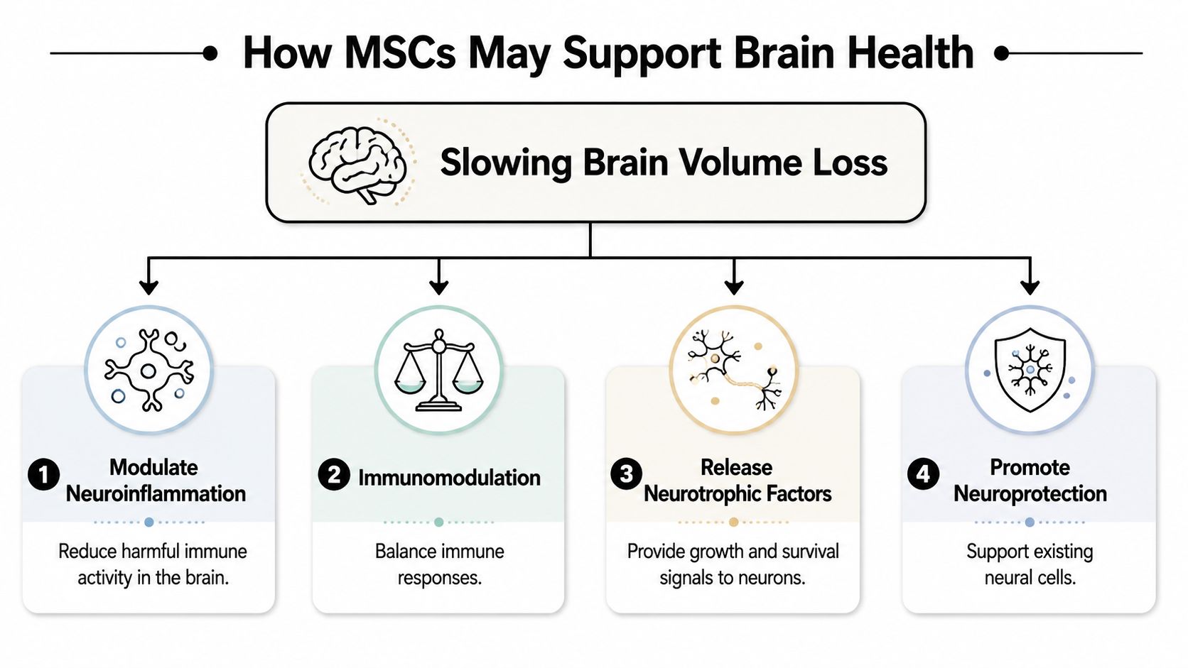 A diagram illustrating four ways mesenchymal stem cells may support brain health and slow brain volume loss.
