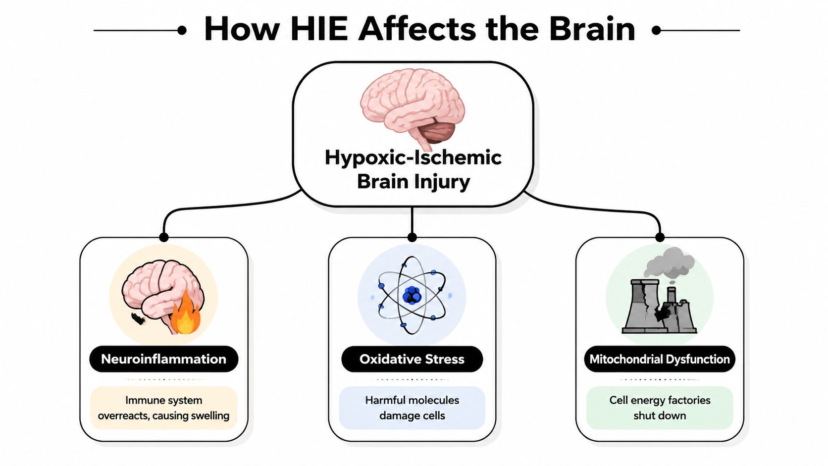 A diagram illustrating how hypoxic-ischemic brain injury causes neuroinflammation, oxidative stress, and mitochondrial dysfunction in the brain.
