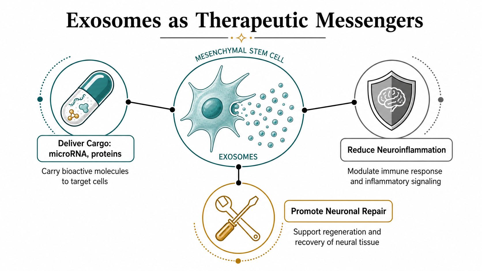 A diagram illustrating how mesenchymal stem cell exosomes act as therapeutic messengers for neuronal repair and inflammation.