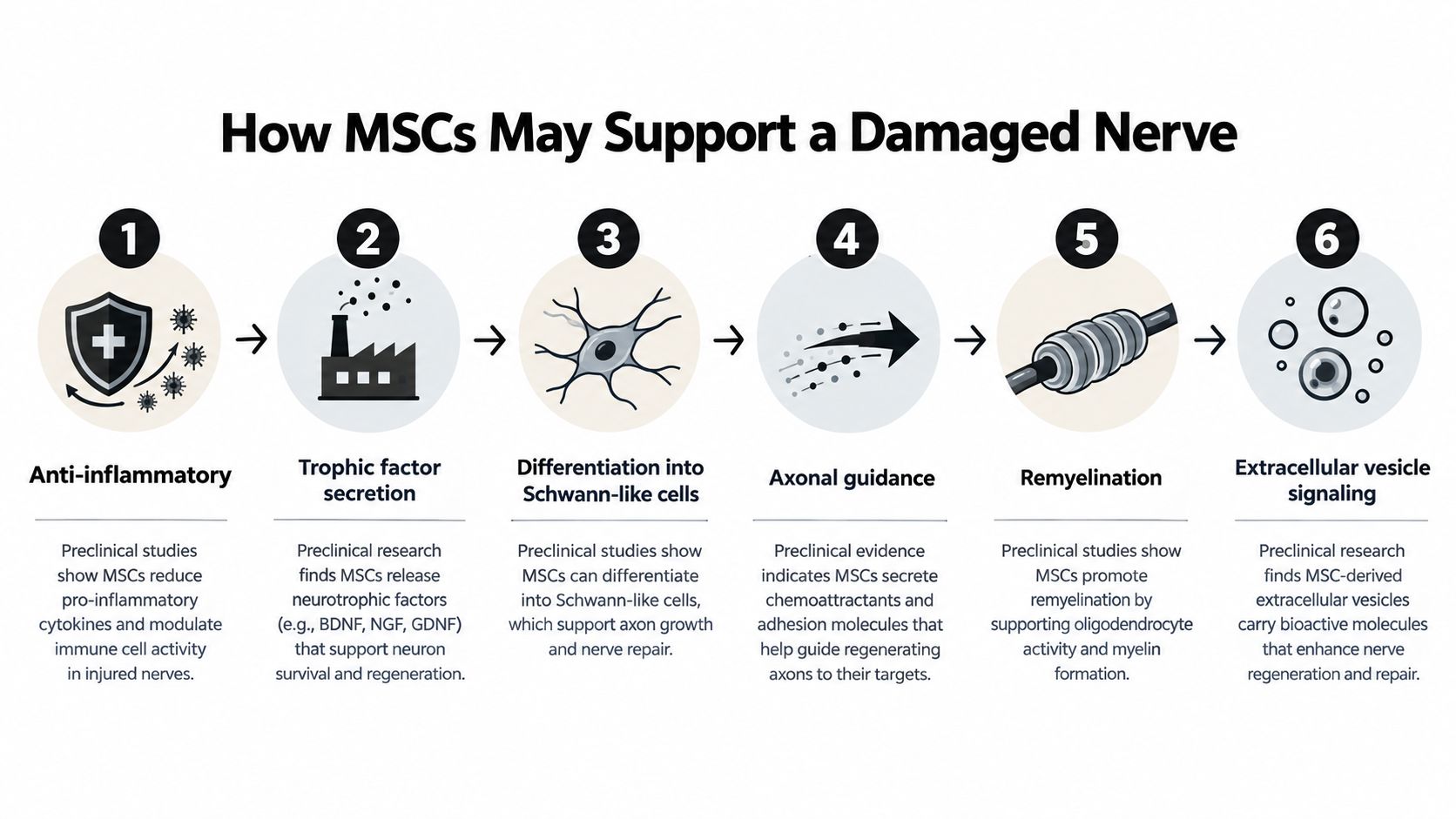 An infographic illustrating six potential mechanisms by which mesenchymal stem cells support nerve repair and regeneration.