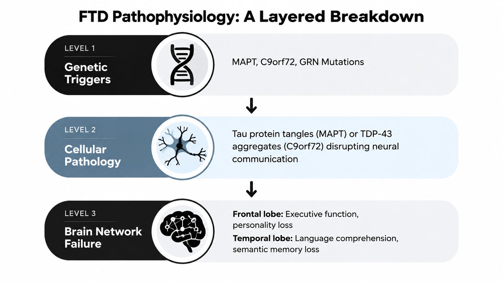 A diagram illustrating the layered pathophysiology of Frontotemporal Dementia, covering genetic triggers, cellular pathology, and brain network failure.