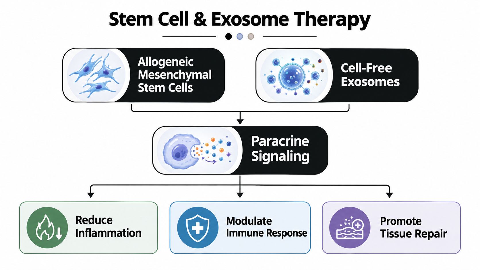 A diagram illustrating how stem cells and exosomes facilitate tissue repair and immune modulation through paracrine signaling.
