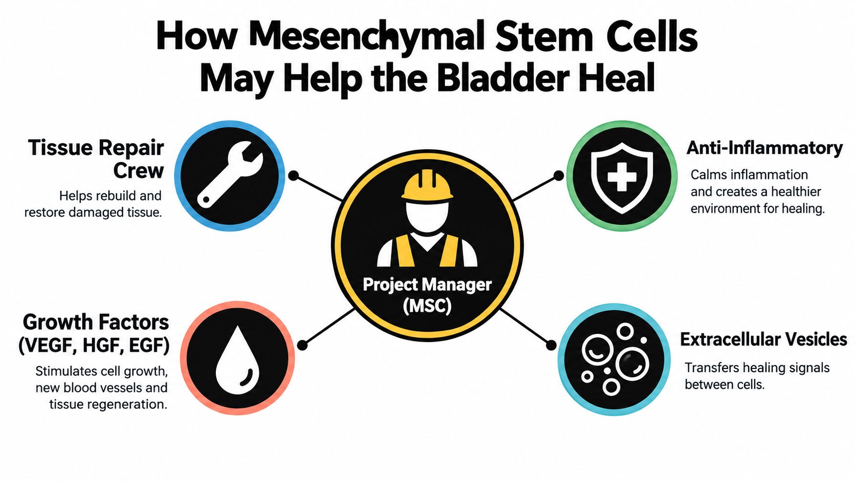 An infographic showing how mesenchymal stem cells function as a project manager to help bladder healing.