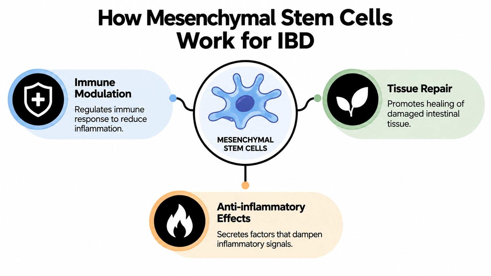 A diagram illustrating how mesenchymal stem cells treat IBD through immune modulation, tissue repair, and anti-inflammatory effects.