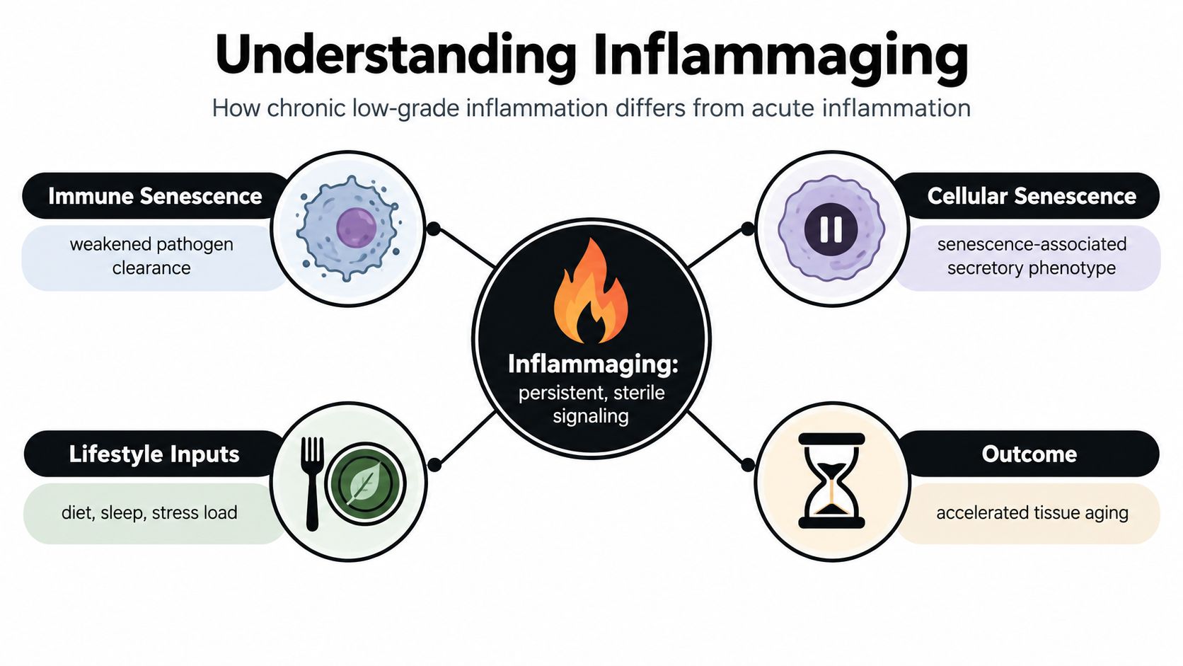 A diagram explaining inflammaging, highlighting factors like immune senescence, lifestyle, cellular senescence, and accelerated tissue aging.