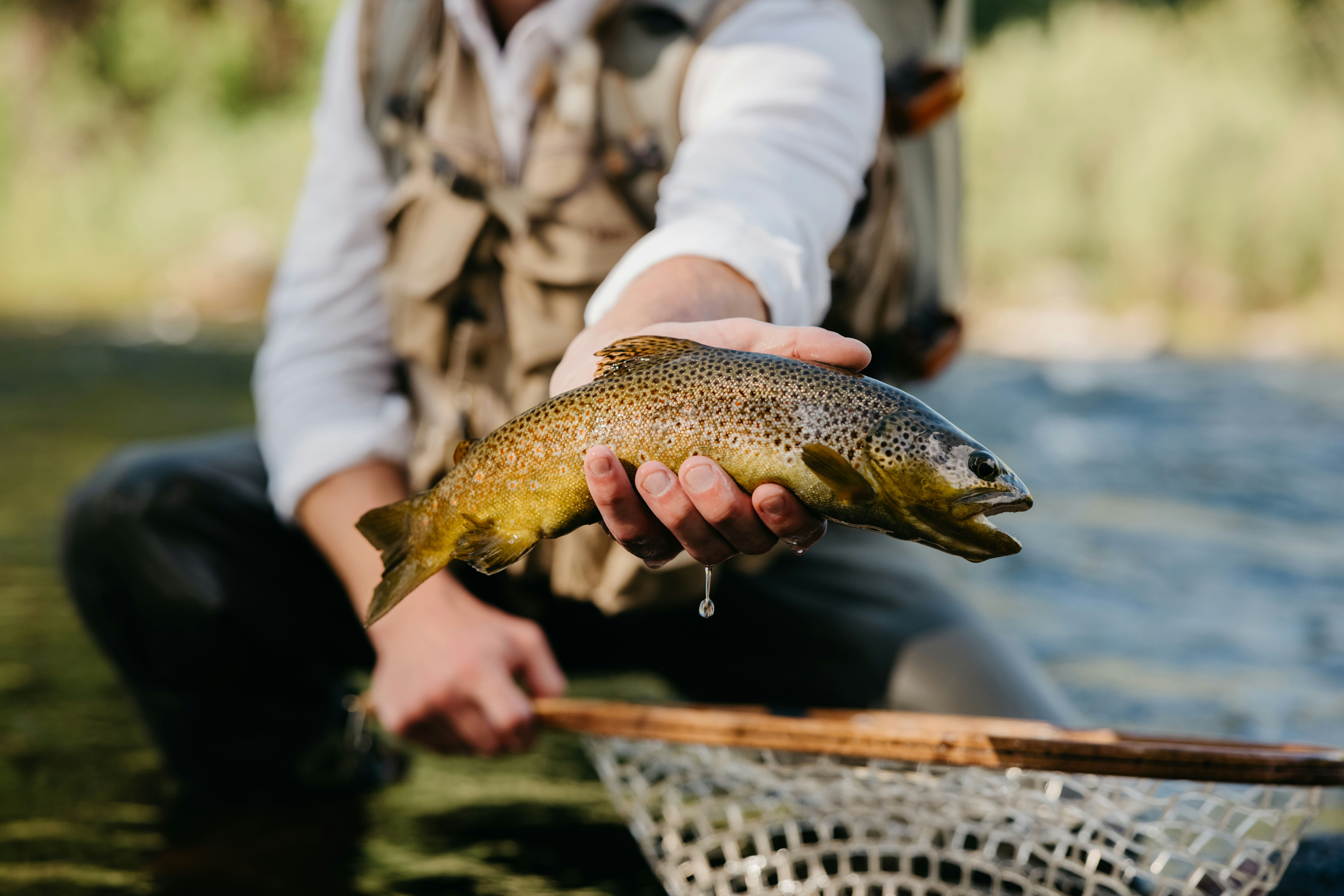 Fly Fishing in Catskills NY Guide