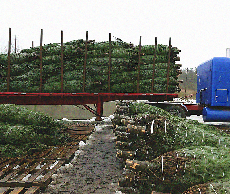 From Quebec Forests to U.S. Living Rooms: The Cross-Border Journey of Christmas Trees
