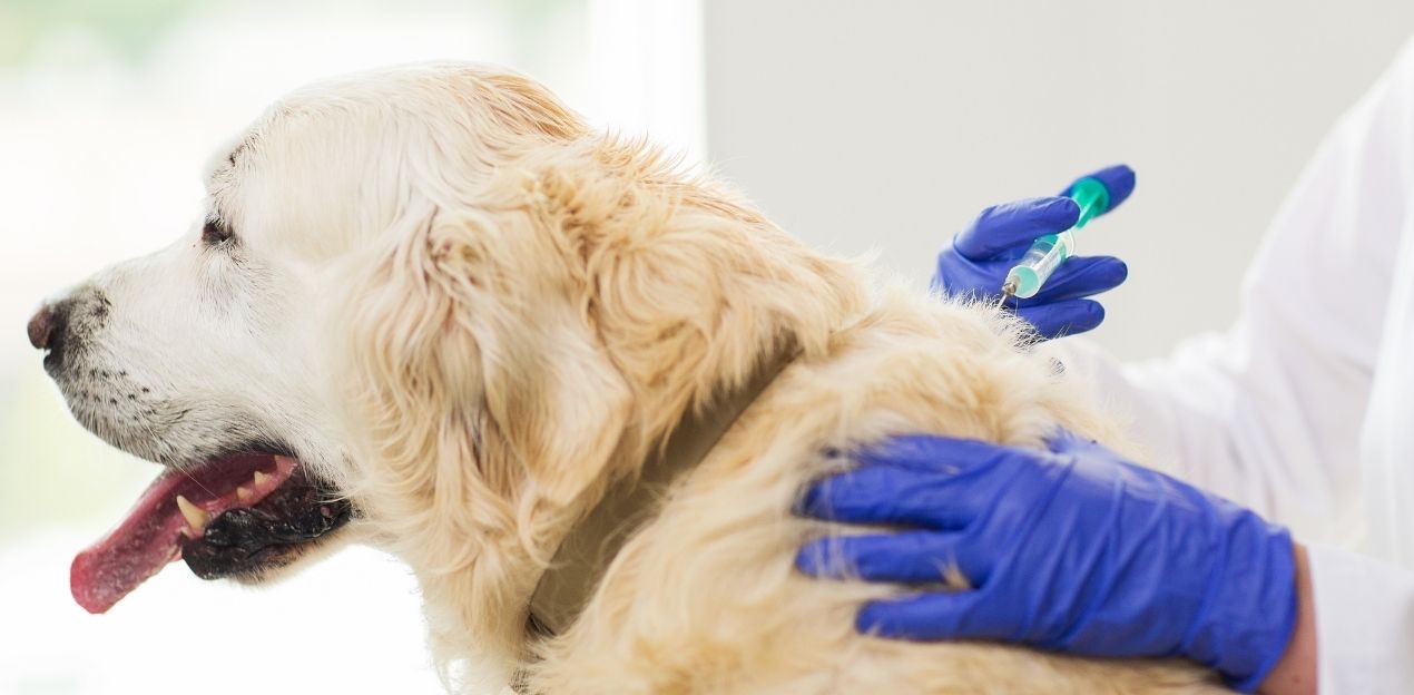 dog vaccine
